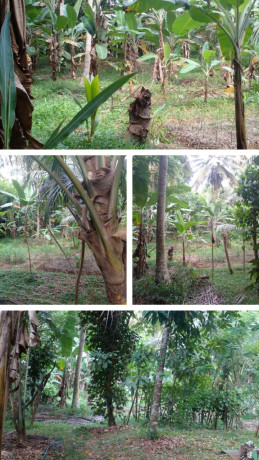 LAND FOR SALE IN BOYAGANE
