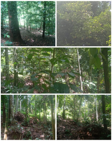 LAND FOR SALE IN AKURANA