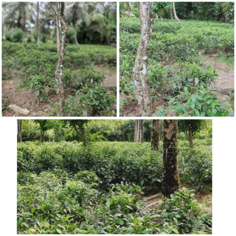 Land For Sale In Horana
