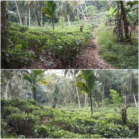 Land For Sale in Kuruwita