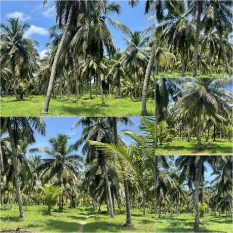 Coconut Land For Sale In Chilaw