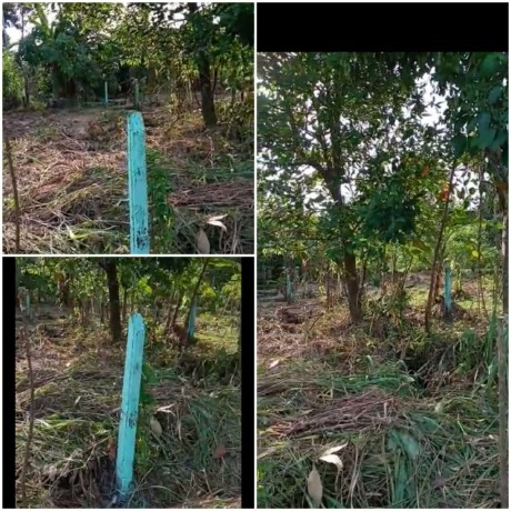 Land For Sale In Kalagedihena