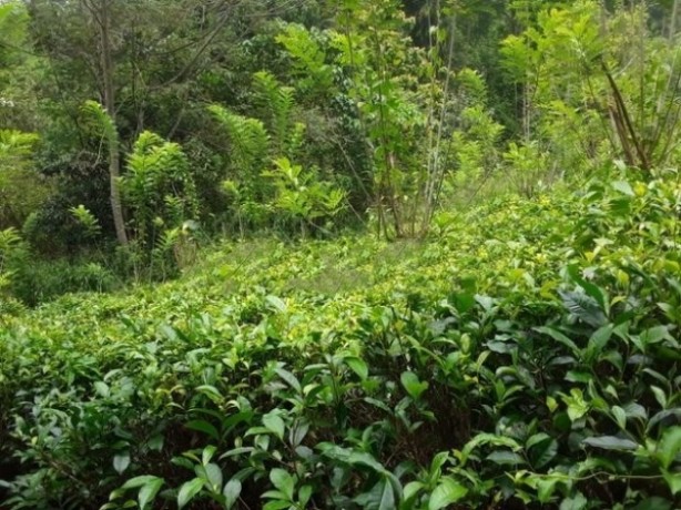 Tea Land For Sale In Bulathkohupitiya