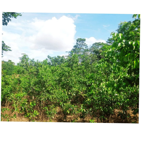 LAND SALE IN KAMBURUPITIYA