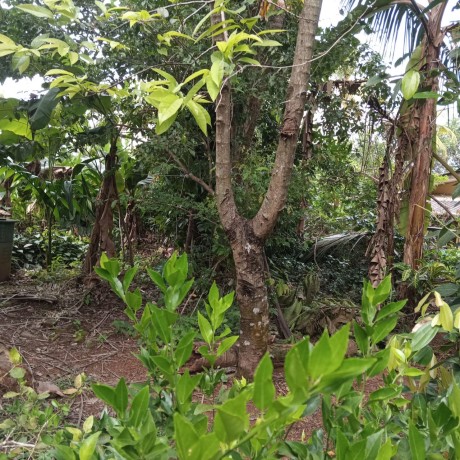 Land for Sale In Malebe