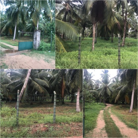 Coconut Land For Sale In Chilaw
