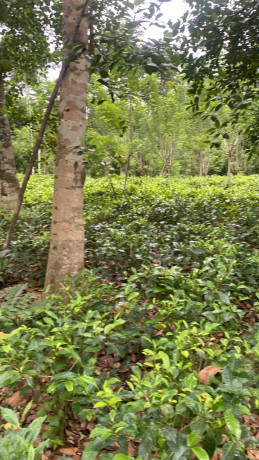 LAND FOR SALE IN YATIYANTHOTA