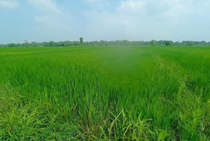 paddy  field for sale in Ampara